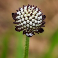 Dipsacus walkeri Arn.